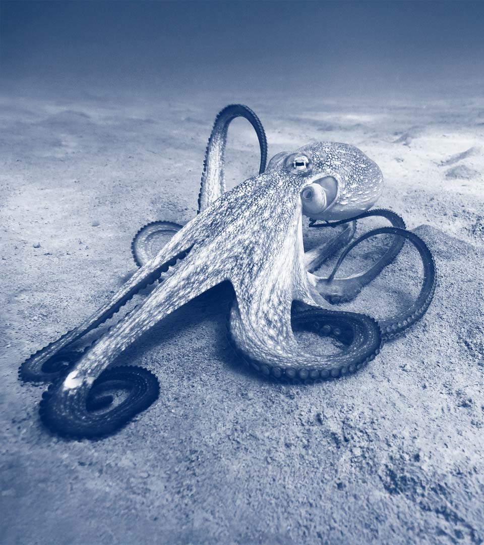 pulpo_home_960x1080