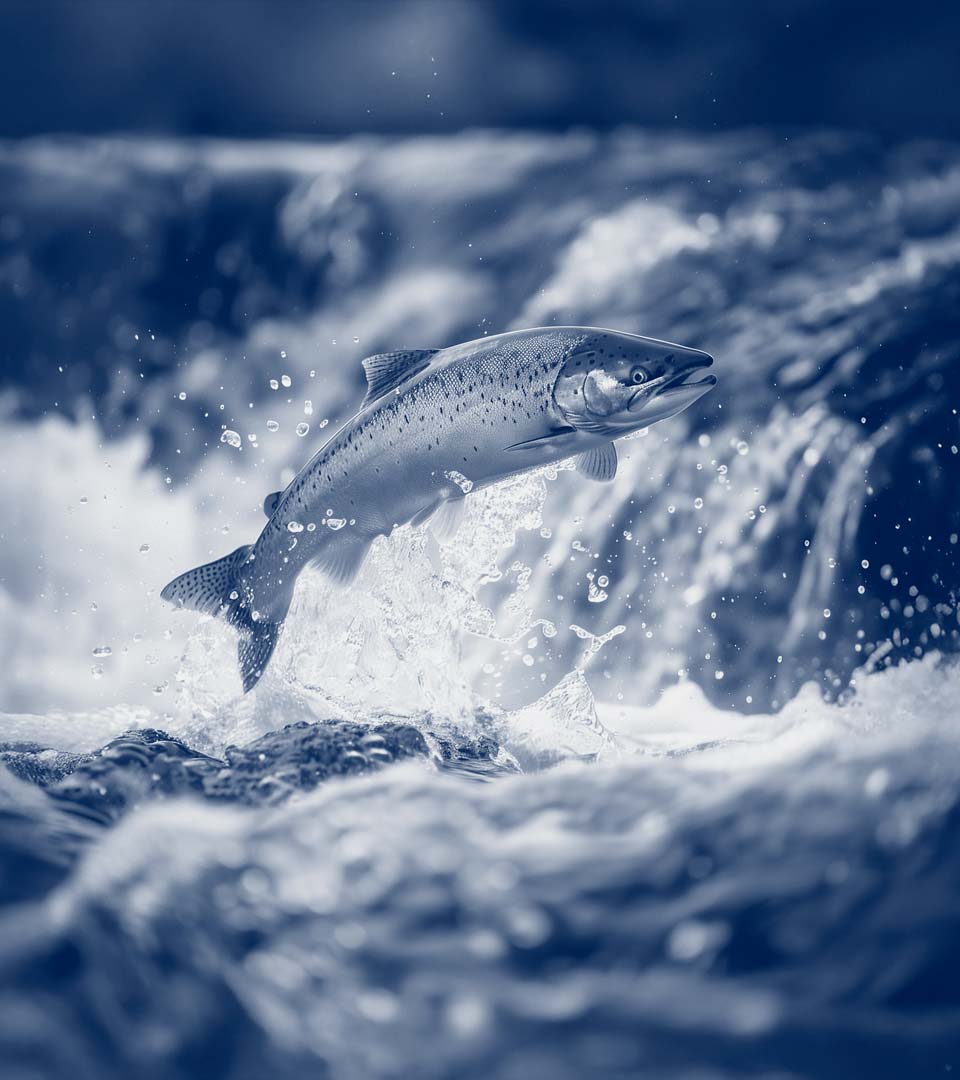 Cabezones como salmones. Grupo Cyma Comunicación y Marketing